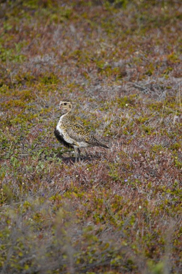 Sky sighting Iglúhús - Stay'in Árbakki Arskogssandur Exterior foto